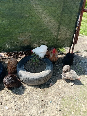 oua incubat cochinchina pitic - imagine 2