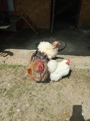 oua incubat cochinchina pitic