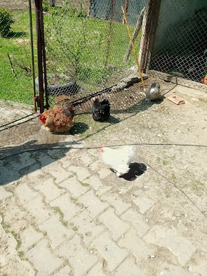 oua incubat cochinchina pitic - imagine 4