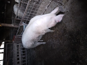 Vand scroafa  pentru sacrificat 