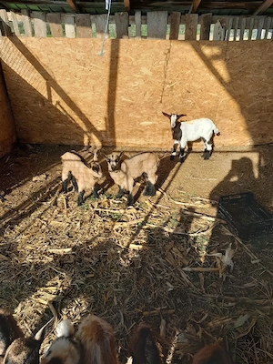 ieduti de vanzare sau schimb - imagine 3