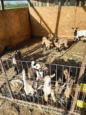 ieduti de vanzare sau schimb - imagine 2