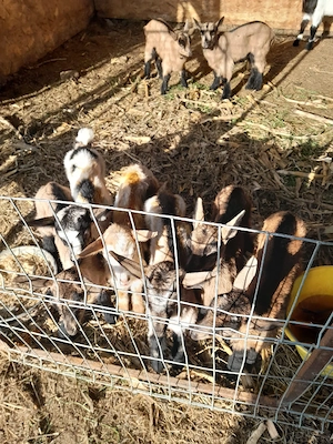 ieduti de vanzare sau schimb