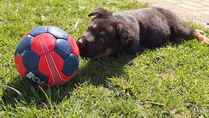 Pui ciobănesc german - imagine 2