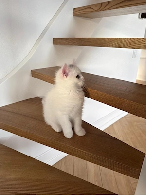 pisica british alba - imagine 3