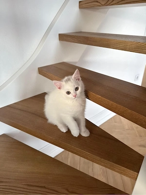 pisica british alba - imagine 2