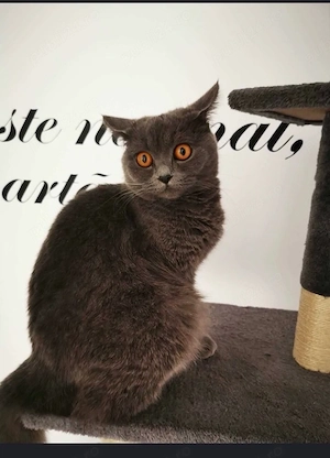 pisica british alba - imagine 5