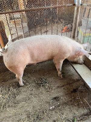 Vând porc  - imagine 2