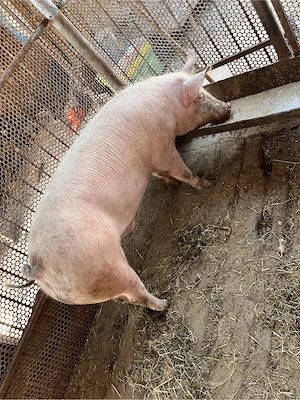 Vând porc  - imagine 3