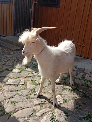 Vând țap frumos de un an - imagine 2