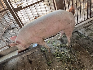 Vând porc  - imagine 3