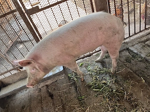 Vând porc  - imagine 2