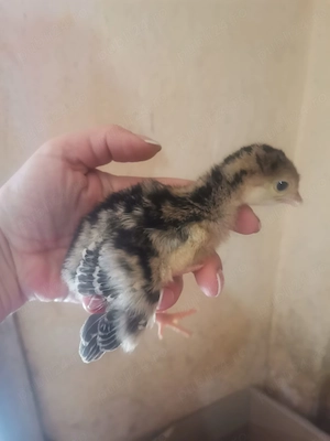 Vând 14 puișori de curca de o săptămână  - imagine 2