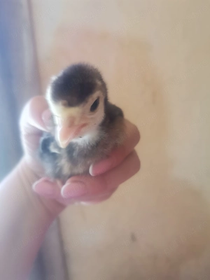 Vând 14 puișori de curca de o săptămână  - imagine 3