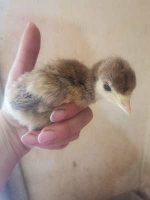 Vând 14 puișori de curca de o săptămână  - imagine 4