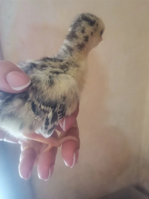 Vând 14 puișori de curca de o săptămână  - imagine 5