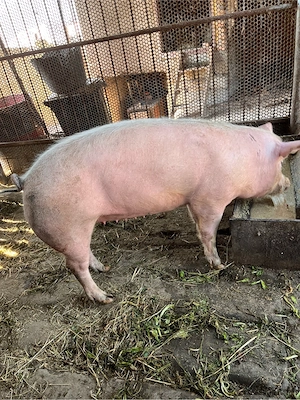 Vând porc  - imagine 2