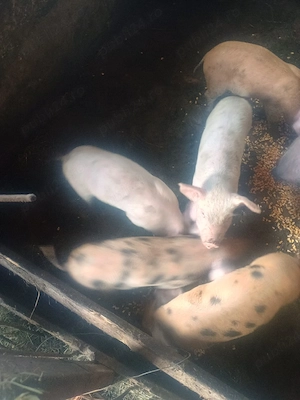 purceii mâncăcioși 