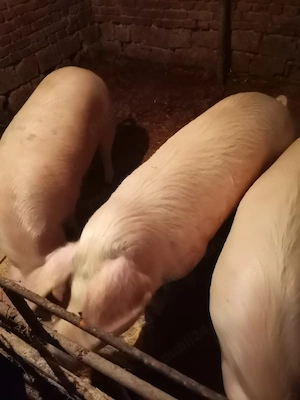 Vând porc pentru sacrificat, preț fix