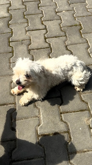 Cățelușa bichon maltez - imagine 3