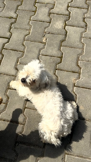 Cățelușa bichon maltez - imagine 2