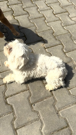Cățelușa bichon maltez