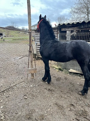 Vand manza Friesian Frizian