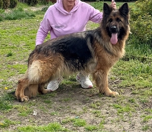 ciobanesc german par lung 