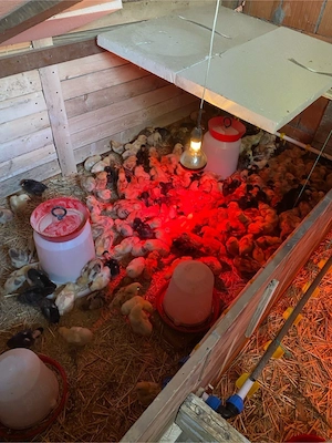 Vand Pui de gaină - imagine 5