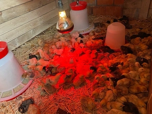 Vand Pui de gaină - imagine 2