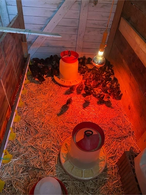 Vand Pui de gaină - imagine 4