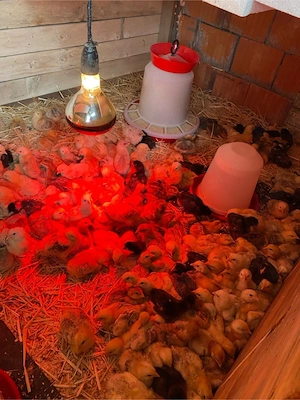 Vand Pui de gaină - imagine 3