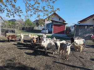 Vind capre bune mari - imagine 2