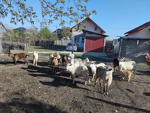 Vind capre bune mari