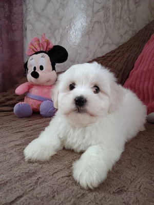 Bichon băiat și fată maltez - imagine 2