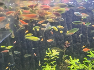 Zebre viu colorate (danio renio) - imagine 2