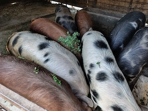 Vand porci intre 60 si 100kg - imagine 2