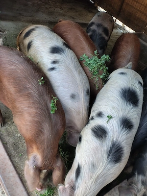 Vand porci intre 60 si 100kg