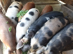 Vand porci intre 60 si 100kg - imagine 4