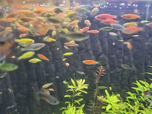 Zebre viu colorate (danio renio)