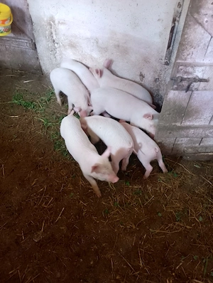 Vand purcei Marele Alb - imagine 2