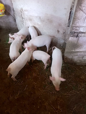 Vand purcei Marele Alb - imagine 5