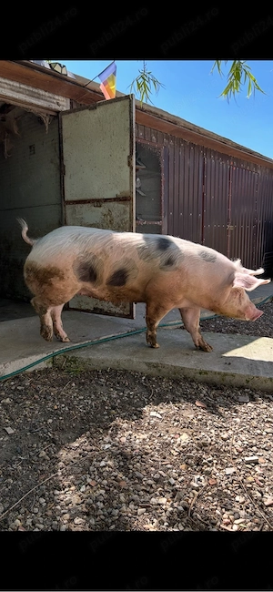 Vînd Scrofiță Pietrain - imagine 2