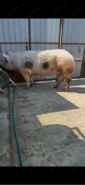 Vînd Scrofiță Pietrain - imagine 3