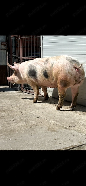 Vînd Scrofiță Pietrain