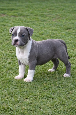 American bully cu pedigree ABKC  - imagine 2