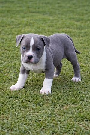 American bully cu pedigree ABKC  - imagine 4