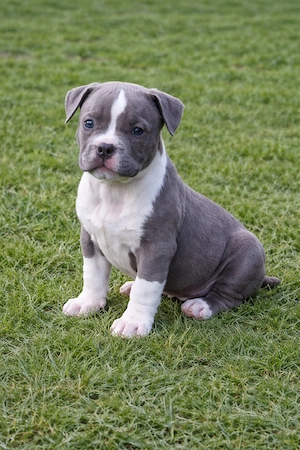 American bully cu pedigree ABKC  - imagine 3
