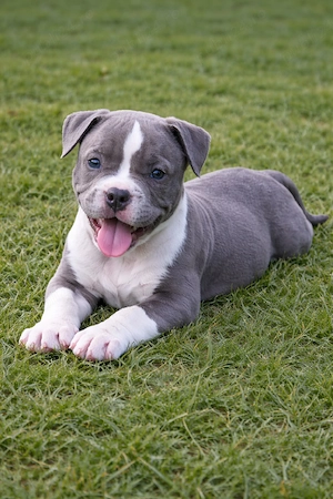 American bully cu pedigree ABKC 