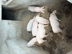 Purceii de vanzare!! - imagine 4